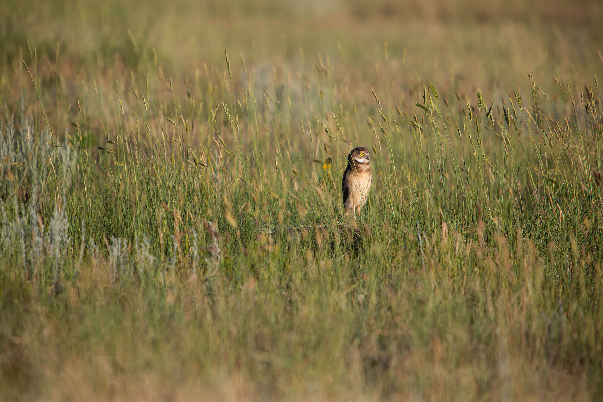 Grassland Birds Projects And Programs American Prairie 