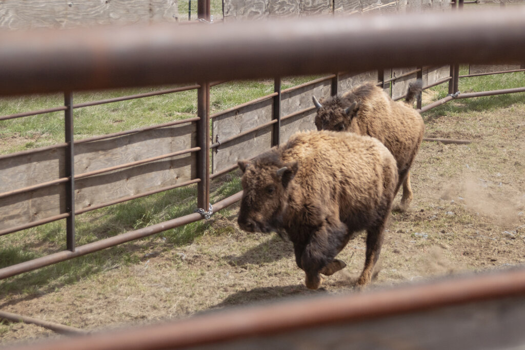 Bison Handling, Dry Fork