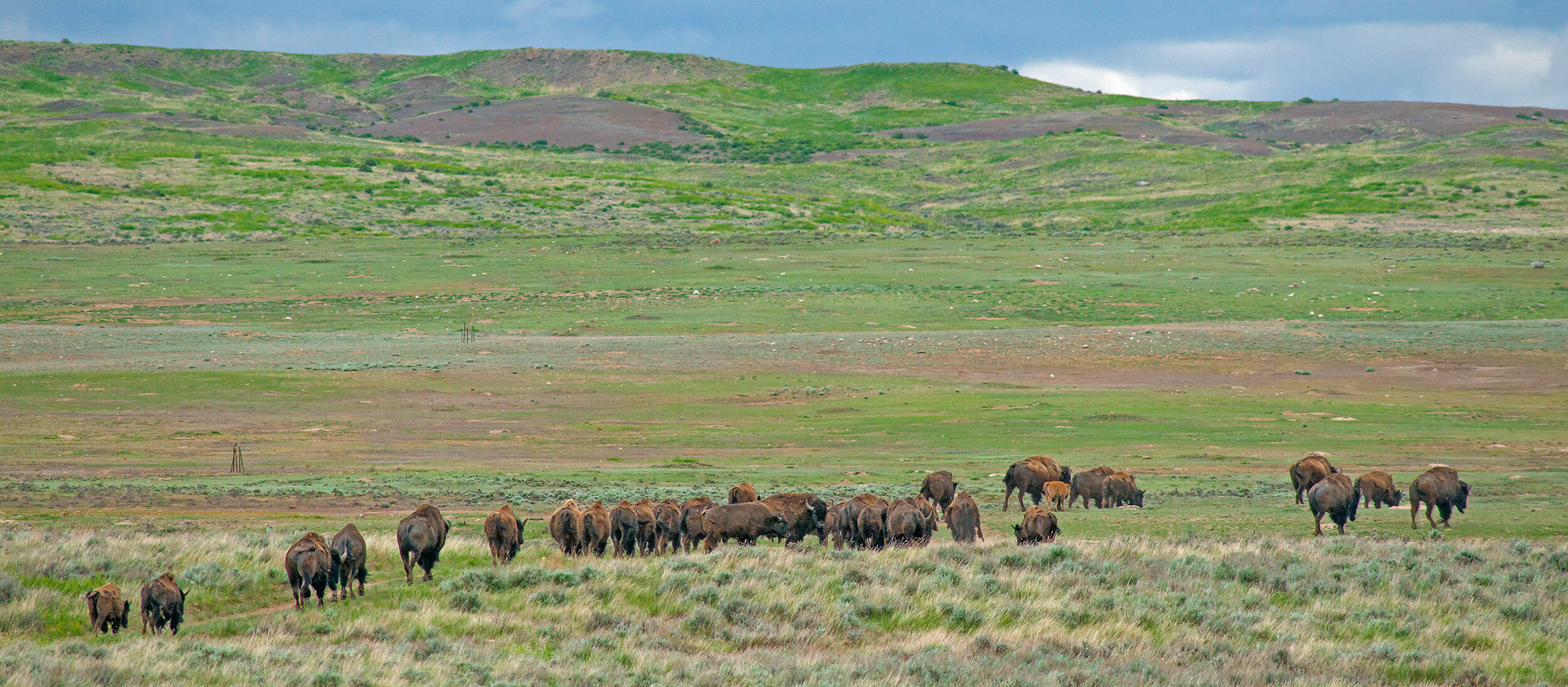 American Prairies Collaboration With Smithsonian American Prairie