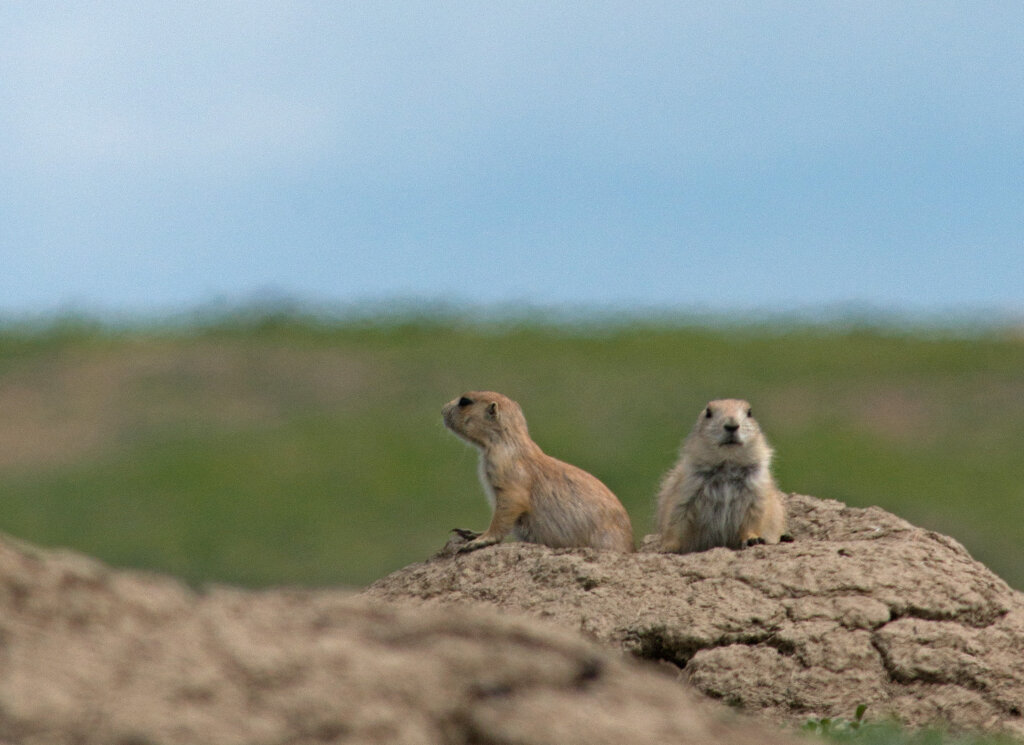 Two prairie dogs observe their surroundings from the mound of a burrow.