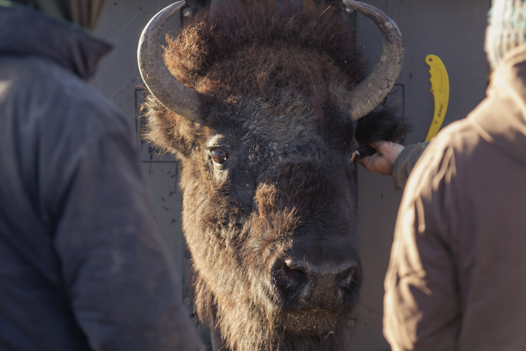 A bison cow waits patiently in the squeeze chute while she is fitted with a new ear tag.