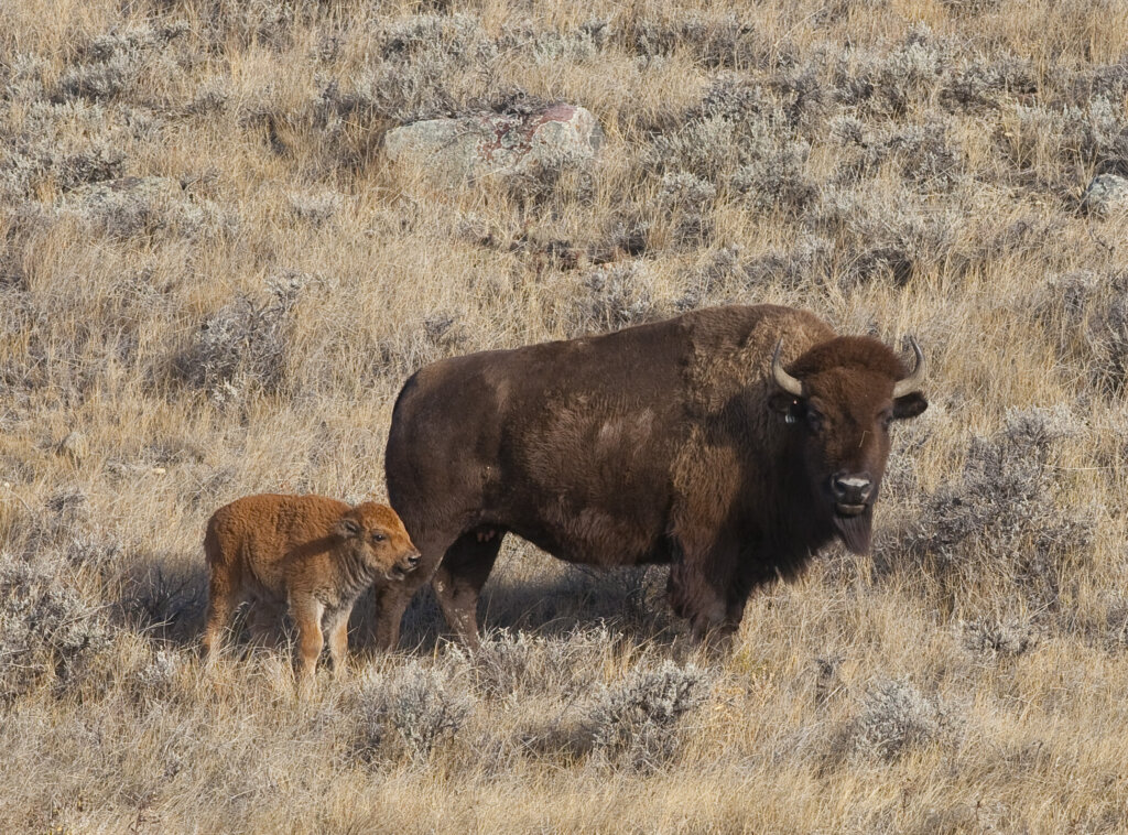 A bison cow with a young calf grazing among the sagebrush.