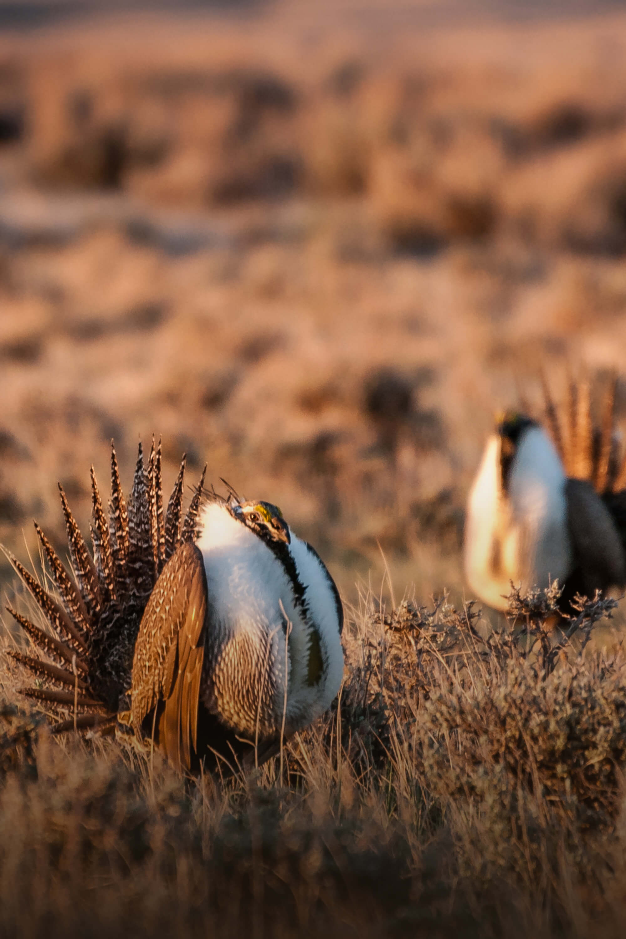 Wild About Conservation