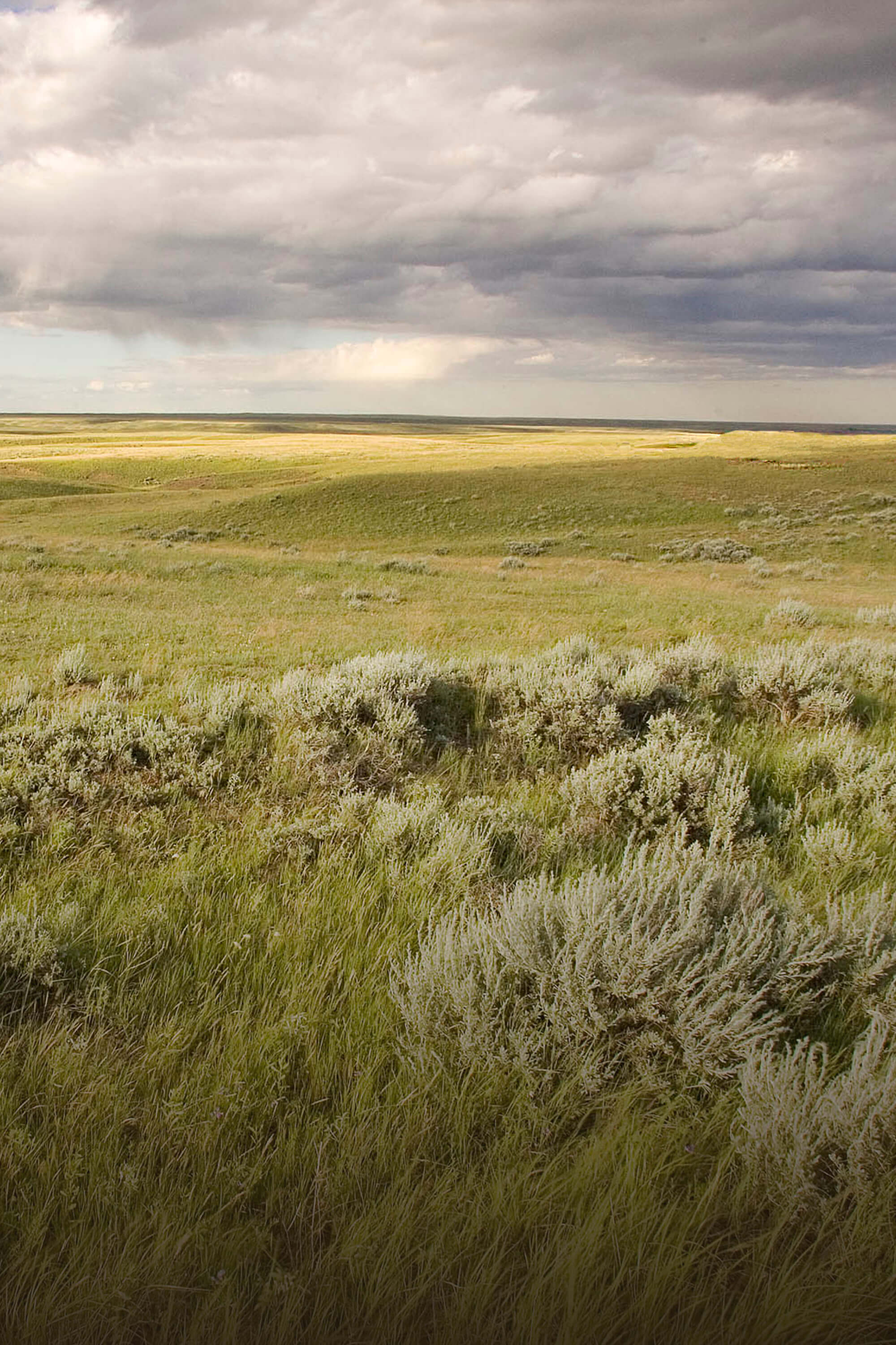 Wild About Grasslands