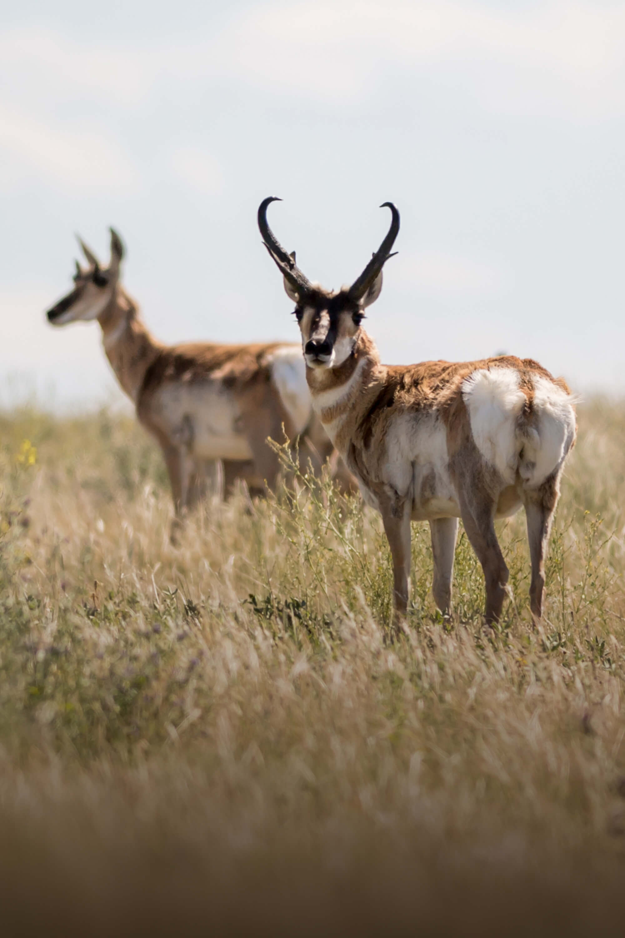 Wild About Wildlife