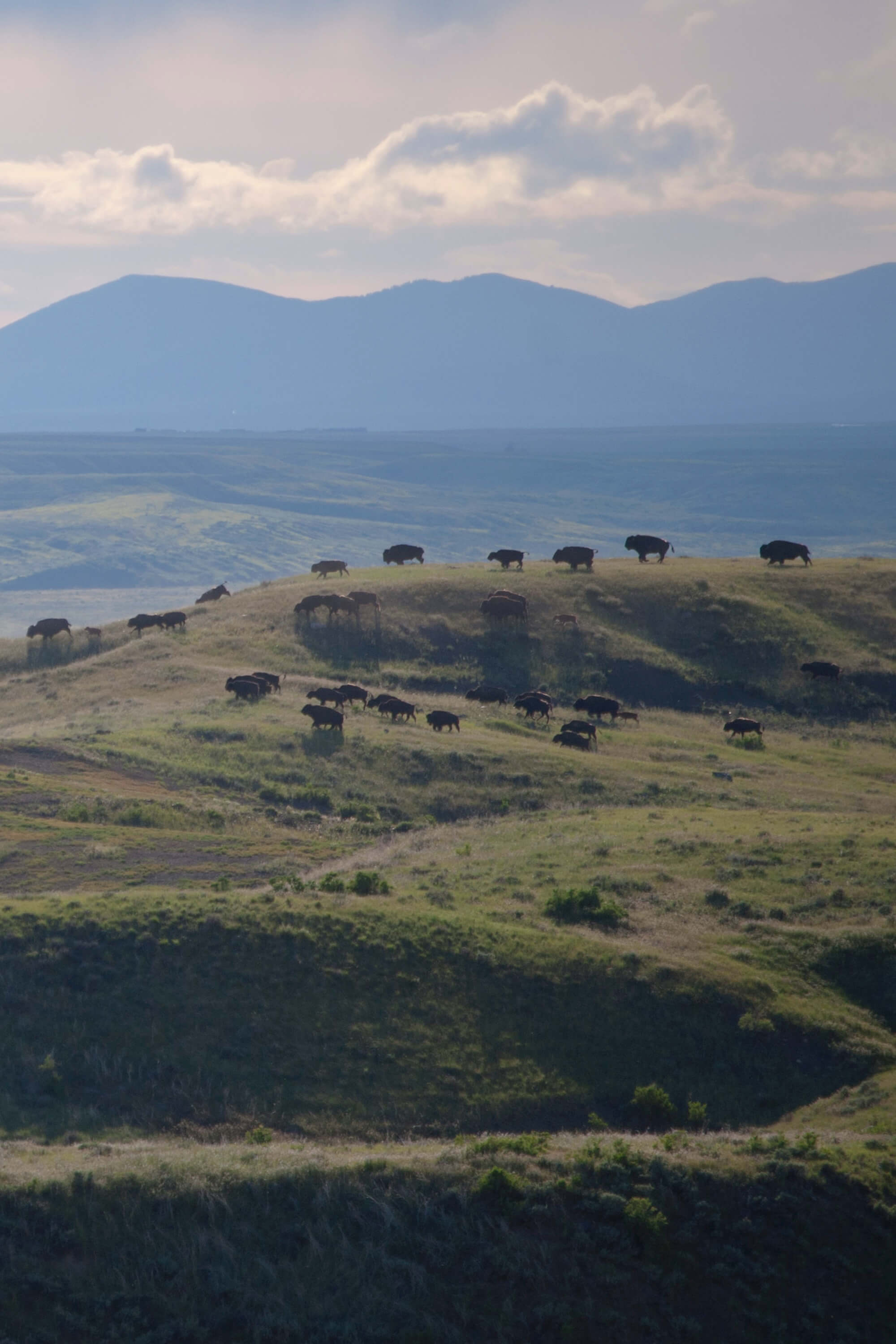 About American Prairie
