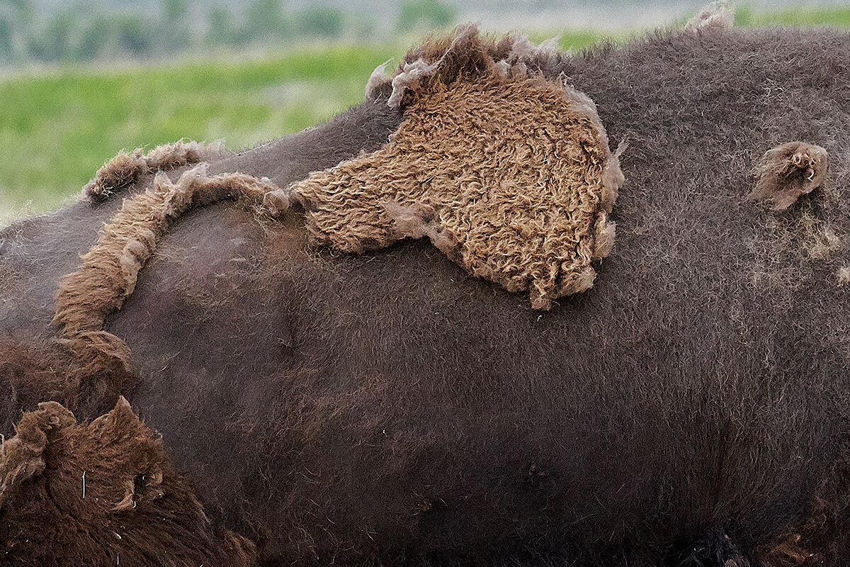 Detail image of a bison shedding its heavy winter coat.