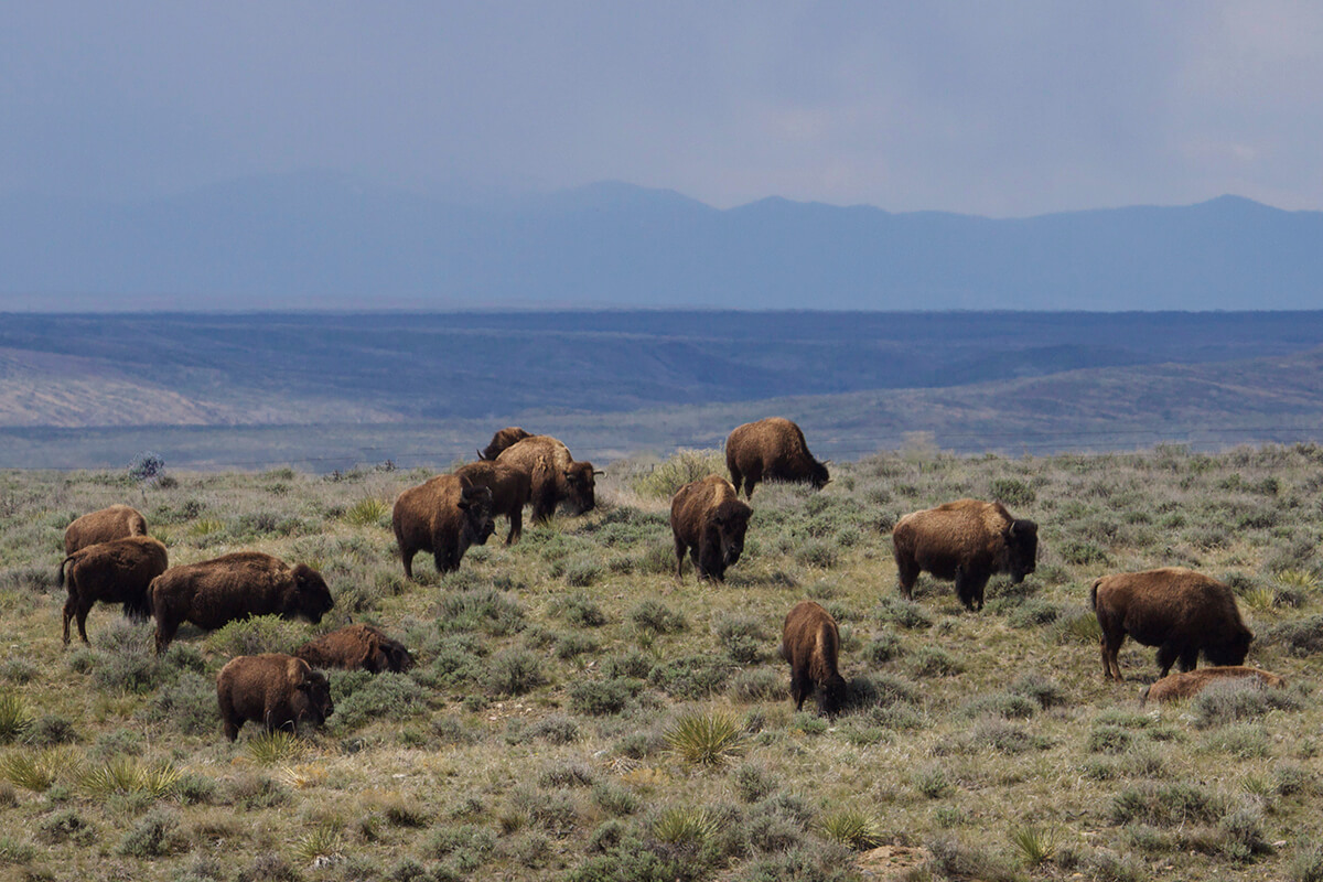 A cluster of bison graze on the prairie near the Little Rockies.