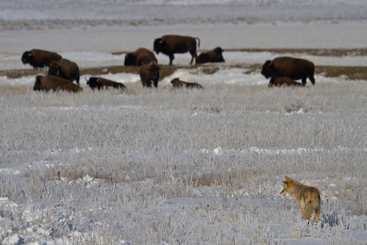 A coyote moves through a snowy landscape while bison graze in the background.