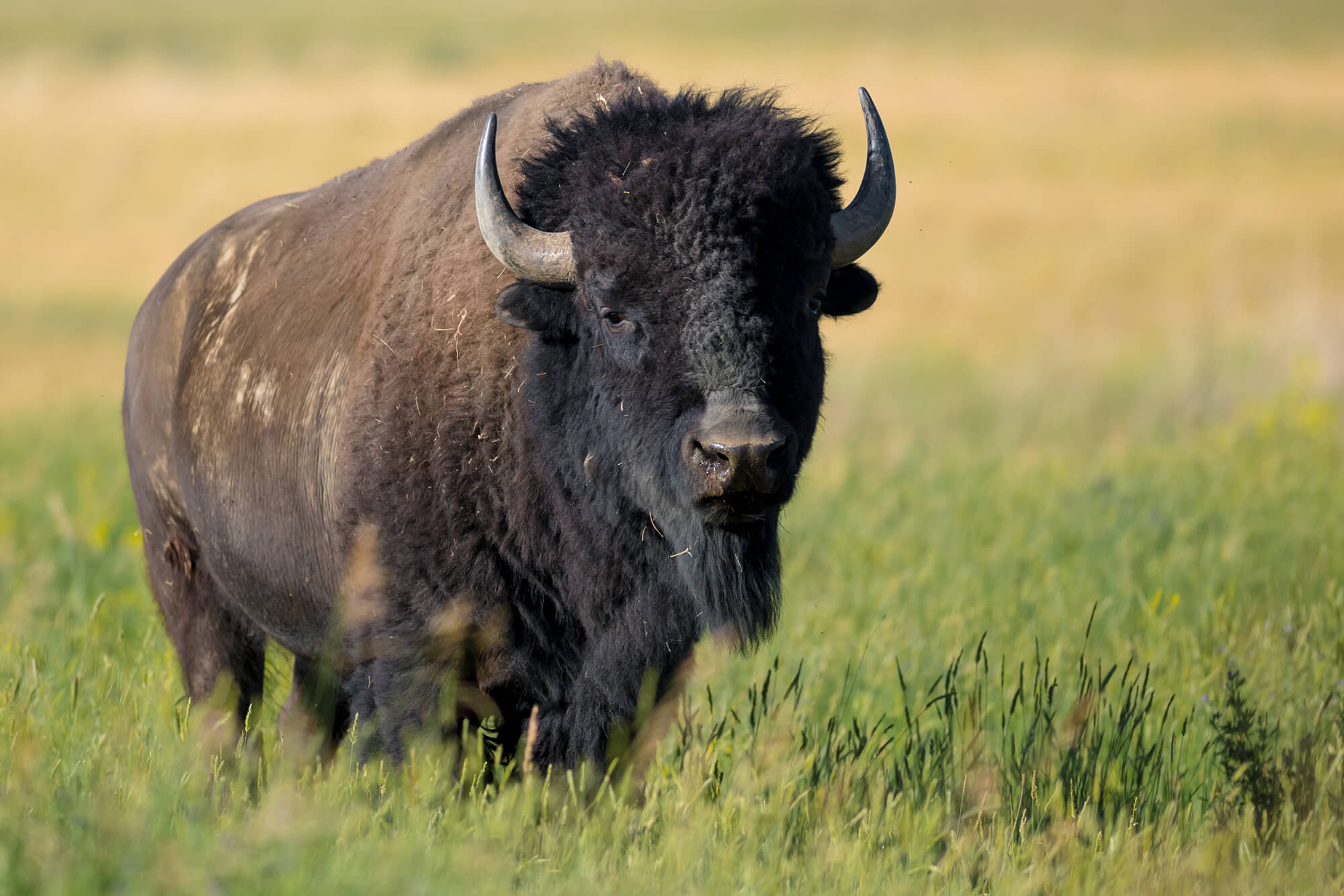 A large male bison grazes on the prairie.