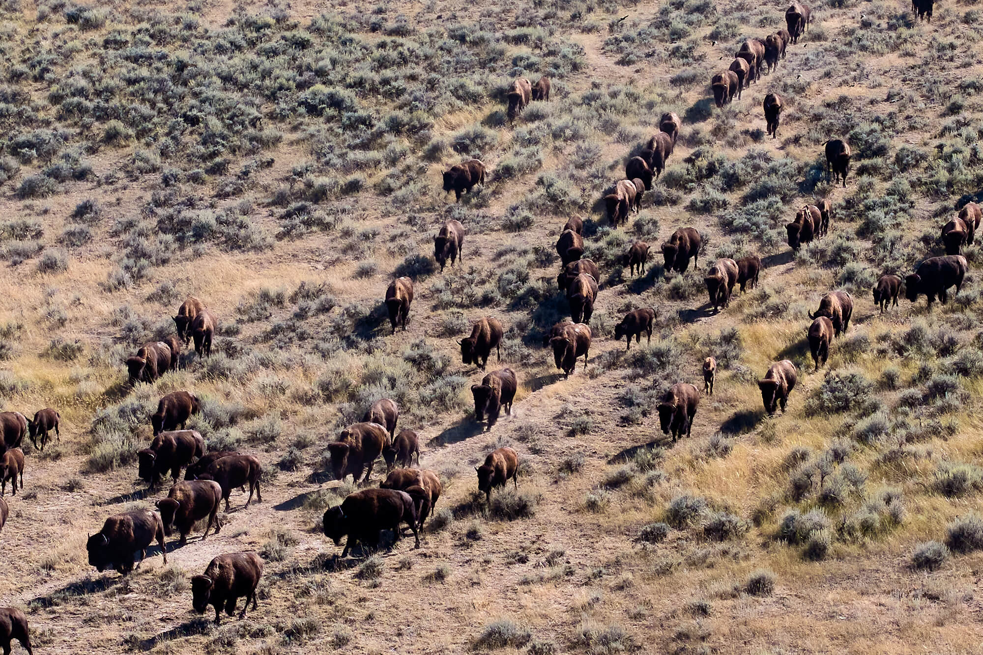 A herd of bison move across the prairie.