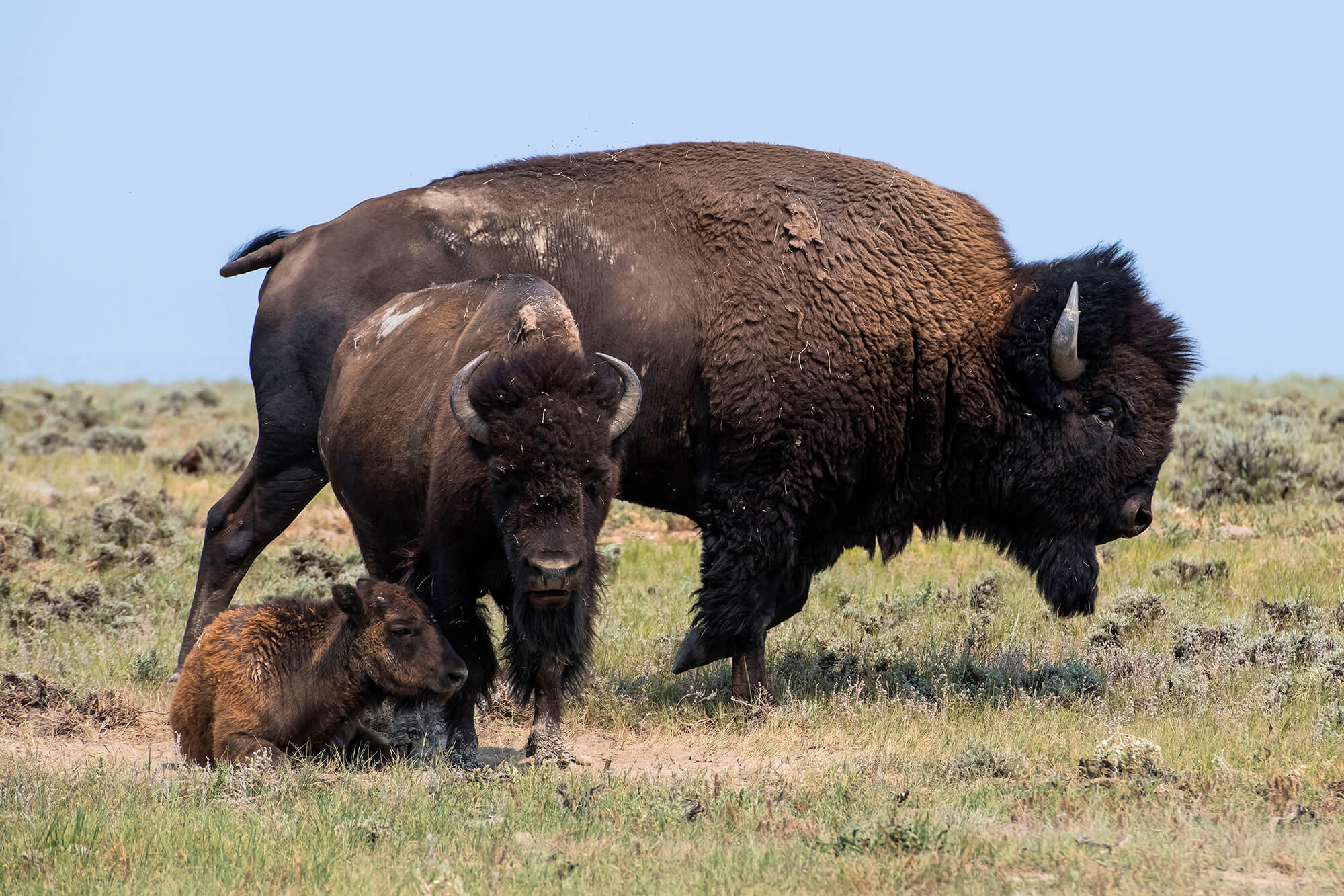 A study in size differences: in the back, a male bison; in the middle, a female; on the ground, a calf.