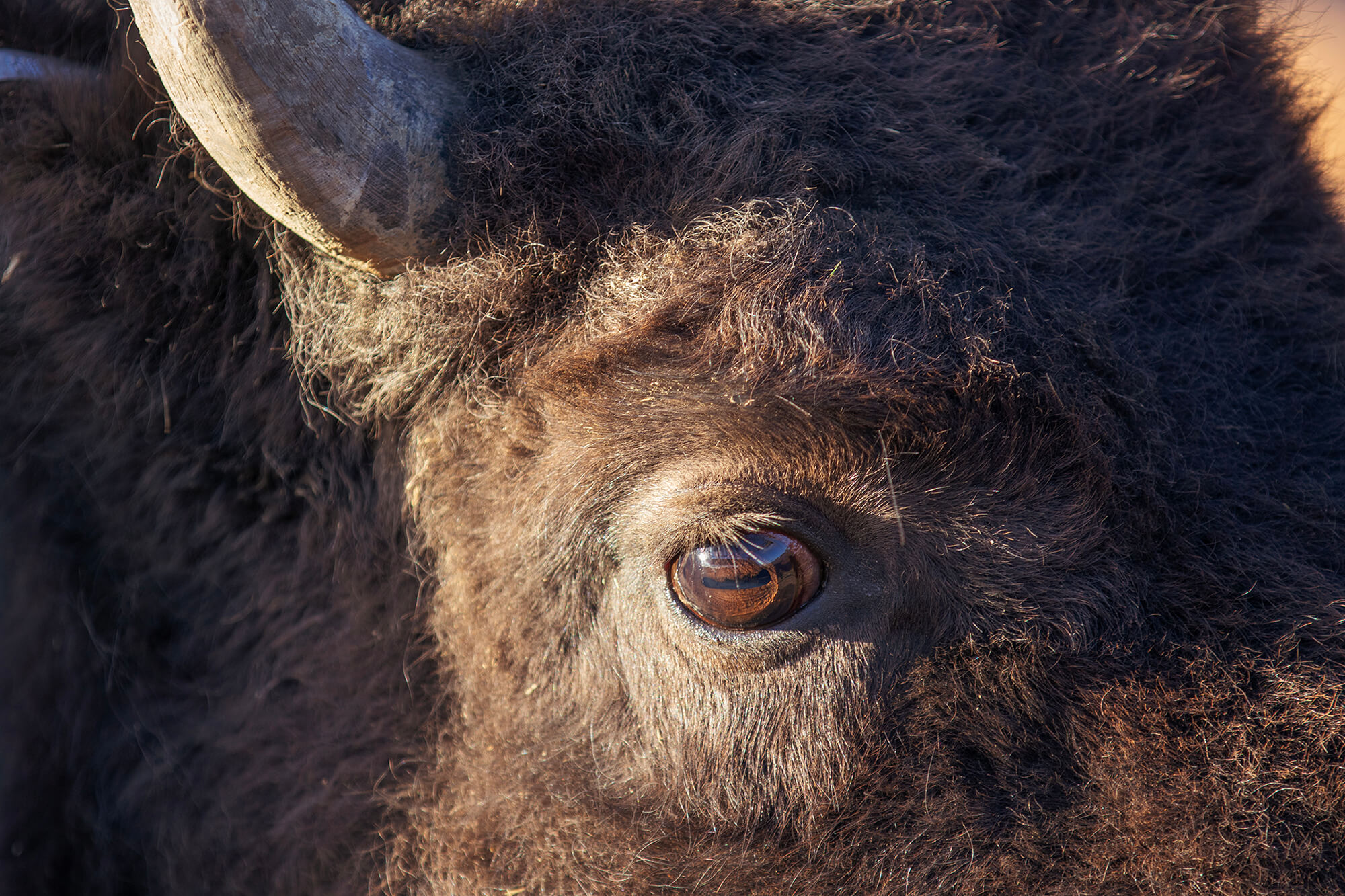 Detail photo of a bison's face and eye.