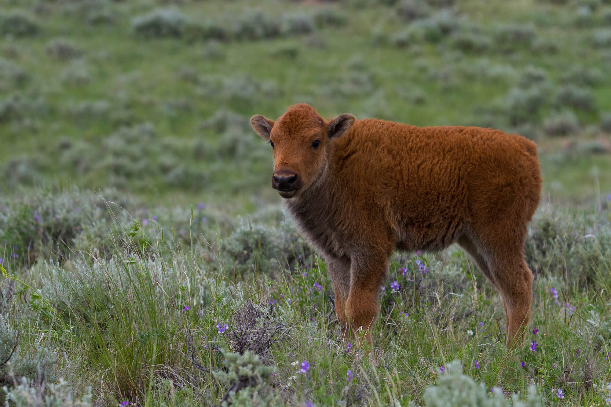 Young calves are sometimes called red dogs for their rusty color in early life.
