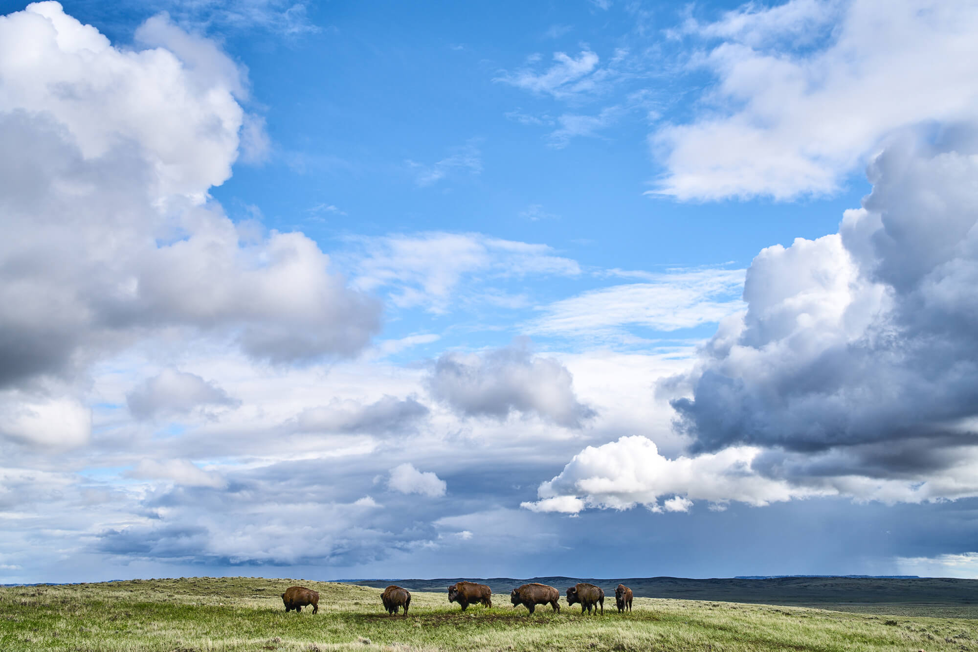 Bison graze a hillside under a bright spring sky.