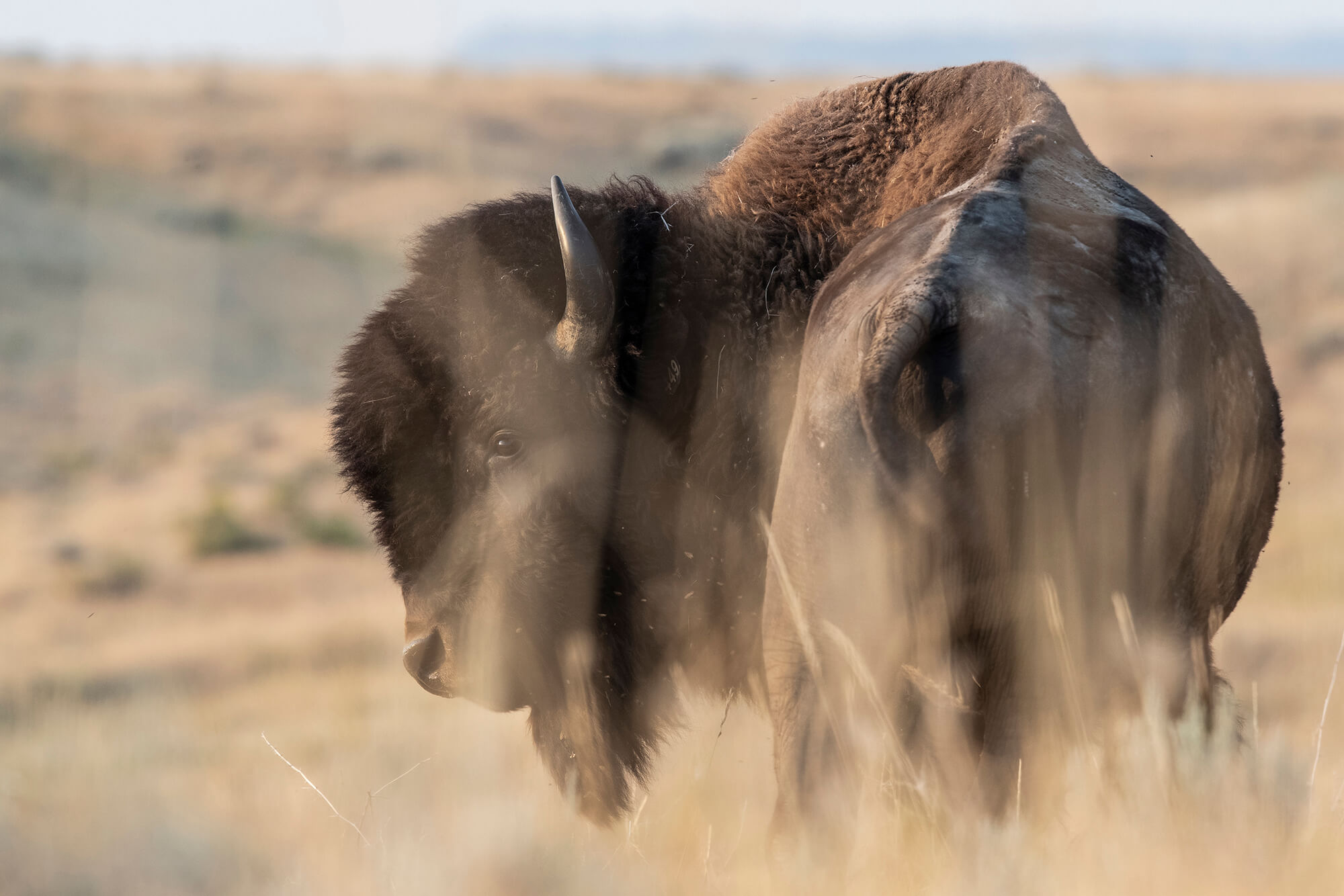 A large male bison looks out over the prairie.