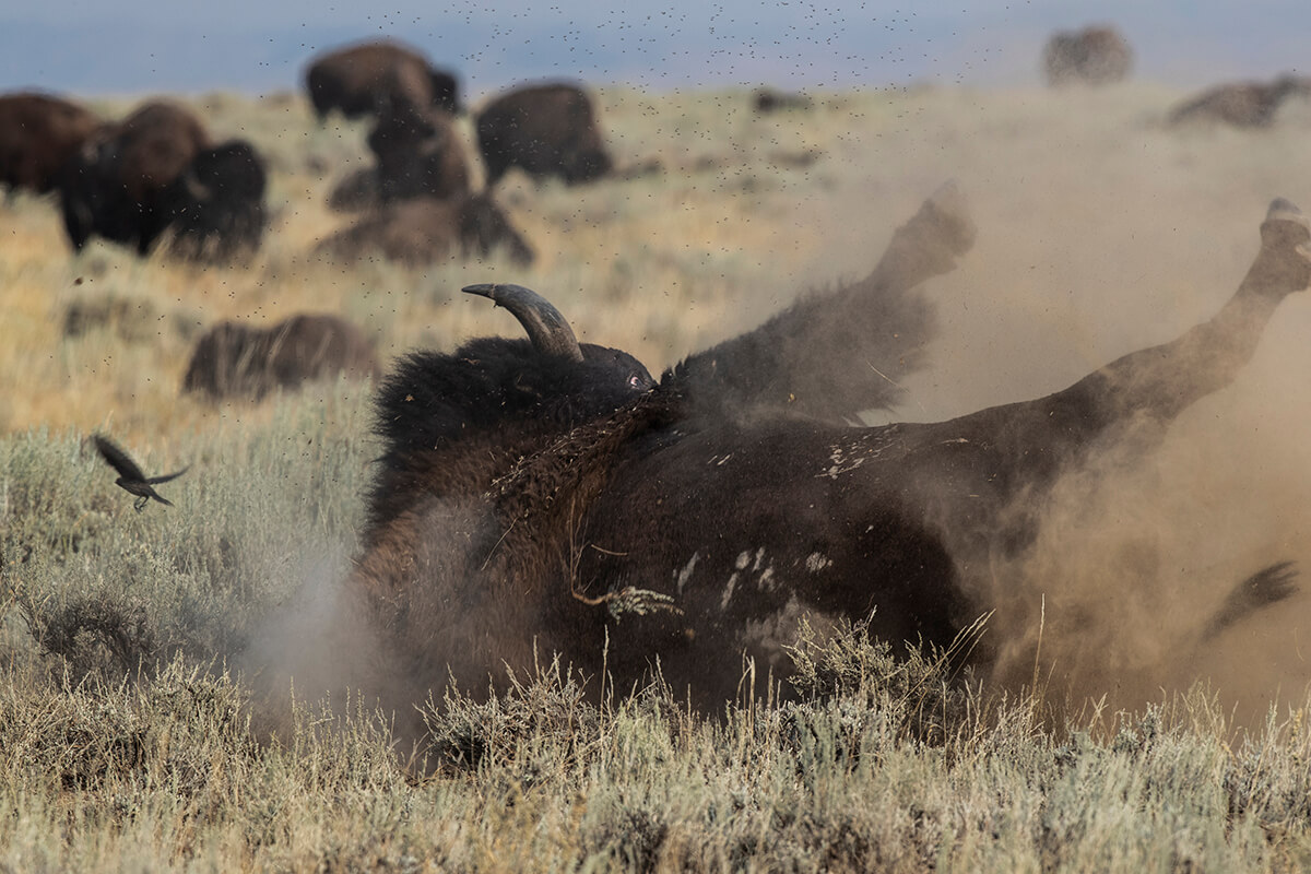 A bison demonstrates wallowing: their practice of rolling in the dirt to shed insects and loose hide.