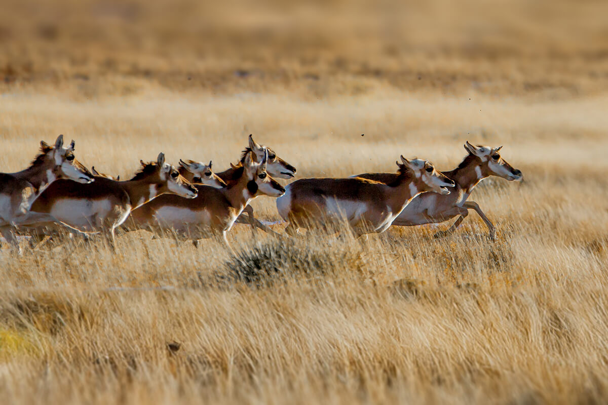 A herd of pronghorn antelope race across the prairie landscape.