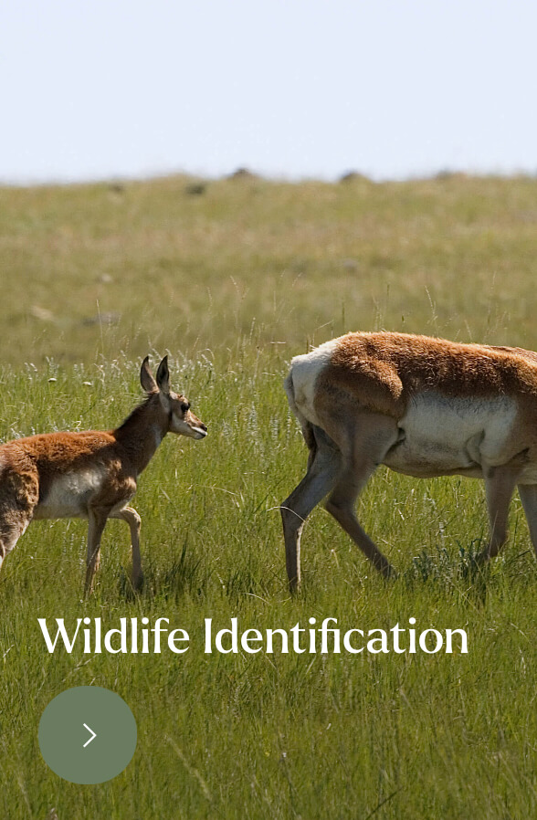 Volunteer | Wildlife Identification