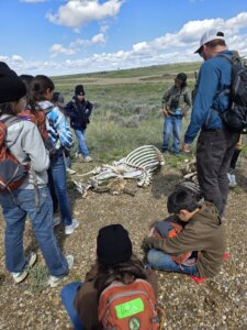 Students contemplate the jumble of bison bones that they have been tasked with re-assembling.